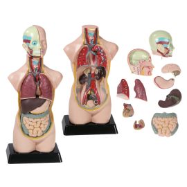 SET ANATOMIA 11 PZAS - 50 CM 